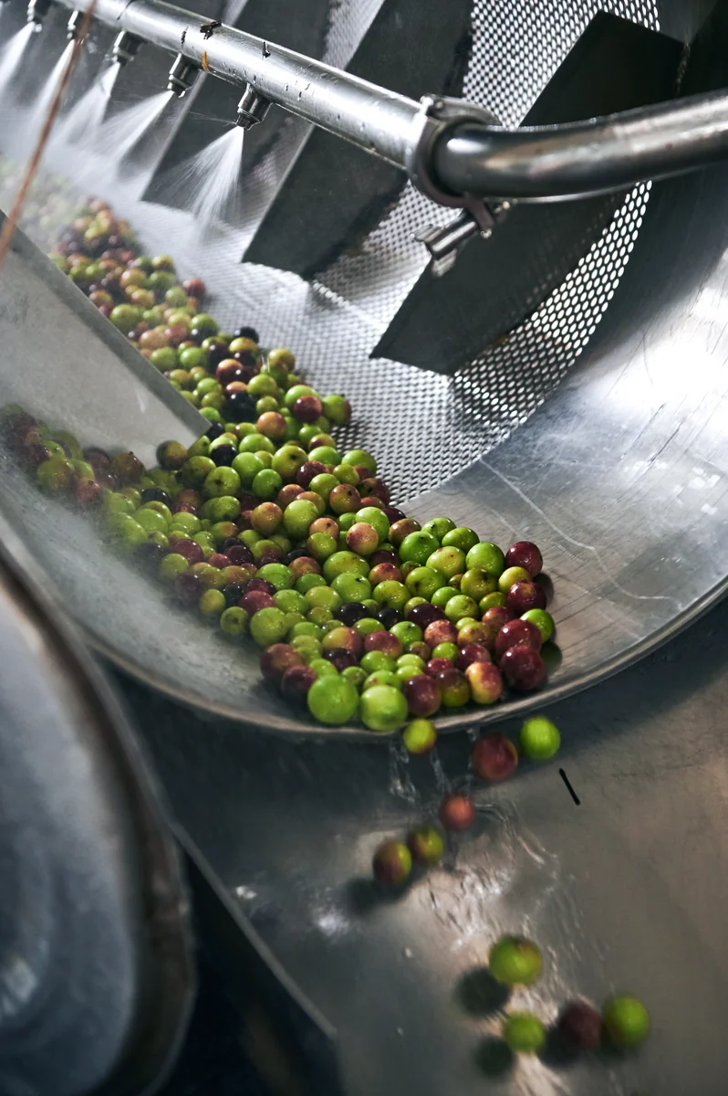 Camu Camu supply chain with high quality certifications
