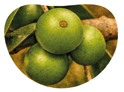 Low Season - Green Camu Camu fruit