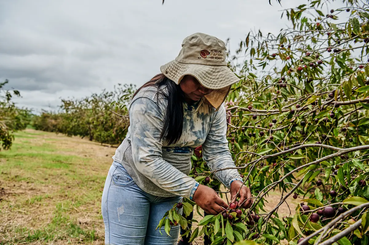 Local farmer harvesting Camu Camu berries in Peru