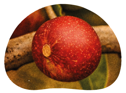 High Season - Ripe red Camu Camu berries